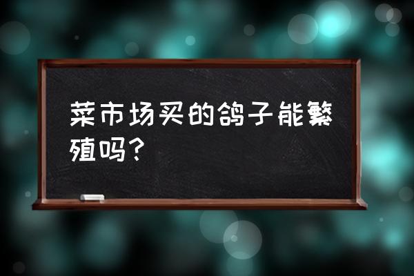 盘锦种鸽市场几号有卖鸽子的 菜市场买的鸽子能繁殖吗？