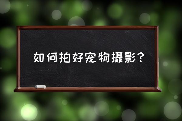 怎么在草地上给小朋友拍照 如何拍好宠物摄影？