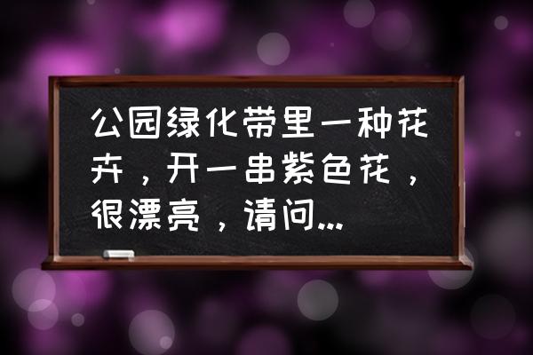 公园里一般种植的花卉都是什么花 公园绿化带里一种花卉，开一串紫色花，很漂亮，请问一下是什么植物，谢谢？