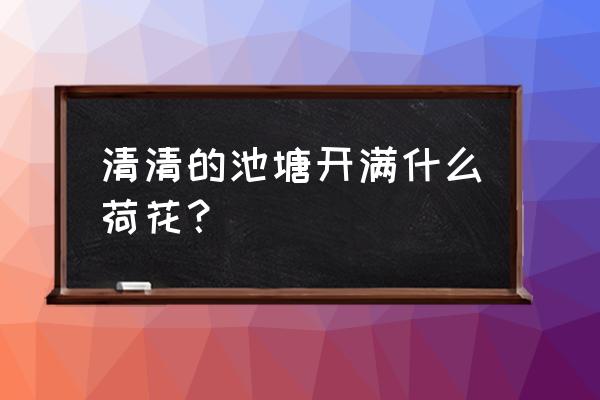 什么样的池塘开满了啥样的荷花 清清的池塘开满什么荷花？