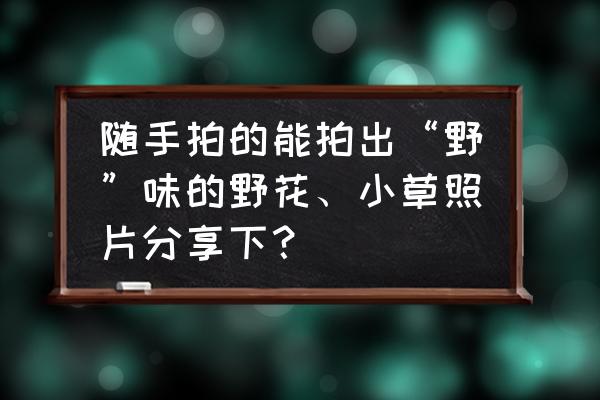 晚上湖边怎么拍照片好看有高级感 随手拍的能拍出“野”味的野花、小草照片分享下？