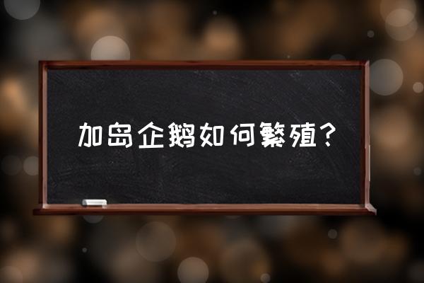 企鹅岛通关地图 加岛企鹅如何繁殖？