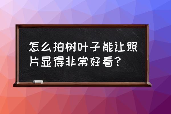 风景照片制作教程 怎么拍树叶子能让照片显得非常好看？