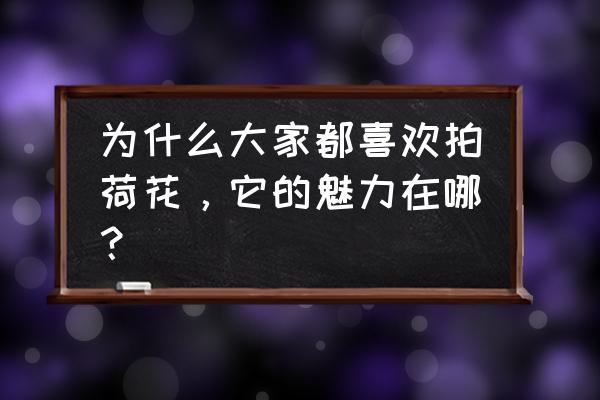 风景照怎么拍才吸引人 为什么大家都喜欢拍荷花，它的魅力在哪？