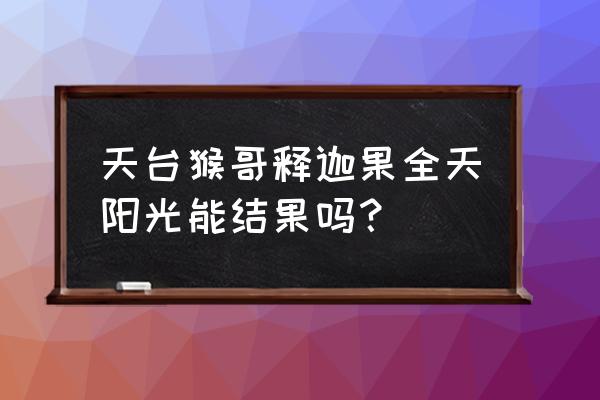 释迦果广东天台种植 天台猴哥释迦果全天阳光能结果吗？